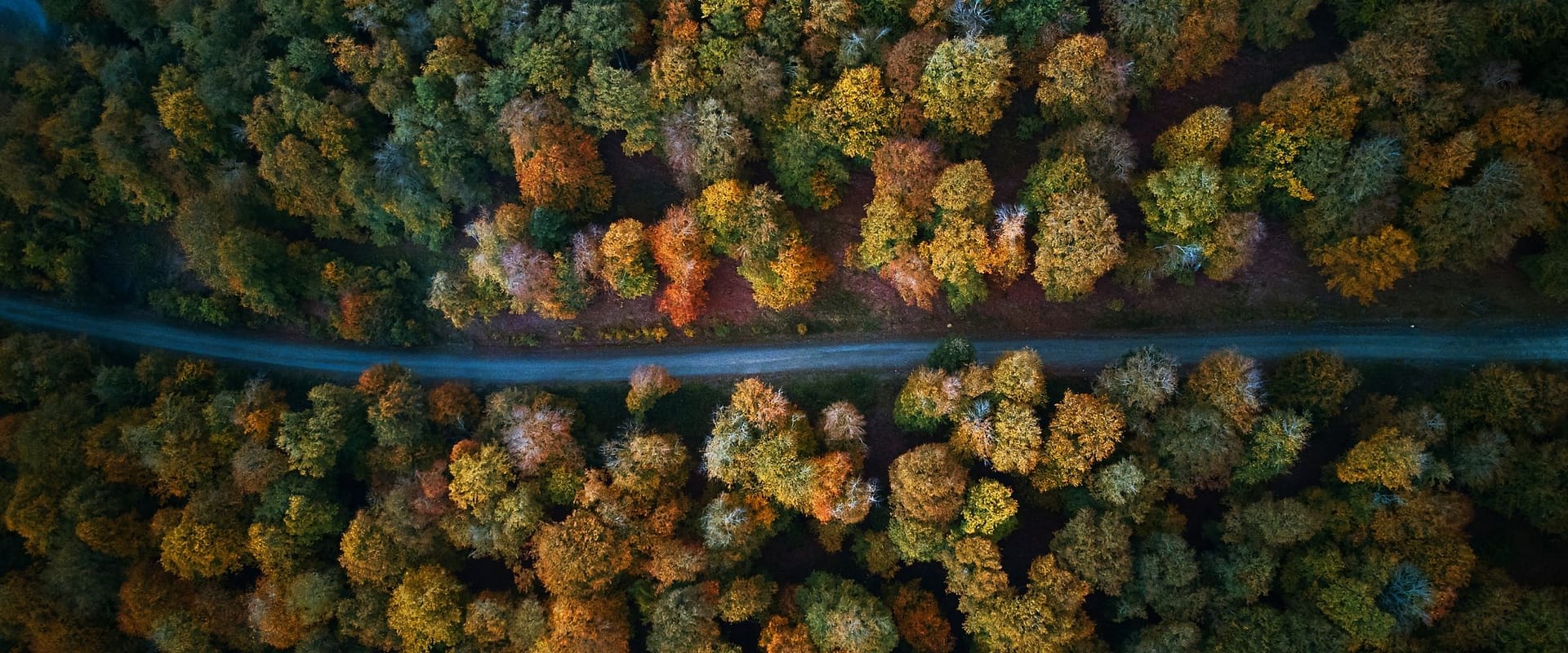Drone photograph above street with forest on both sides.